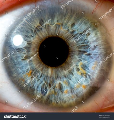 Eye Macro Stock Photo 48648910 : Shutterstock