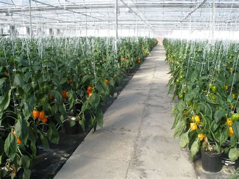 Three Keys To Success In Greenhouse Vegetables - Greenhouse Grower