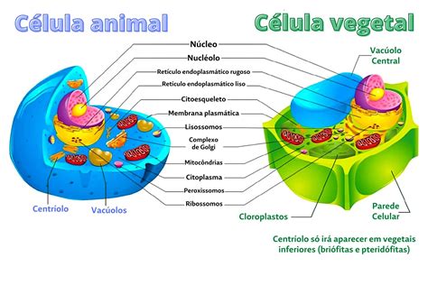 Célula vegetal Célula vegetal Matemática do ensino médio Estudando | Hot Sex Picture