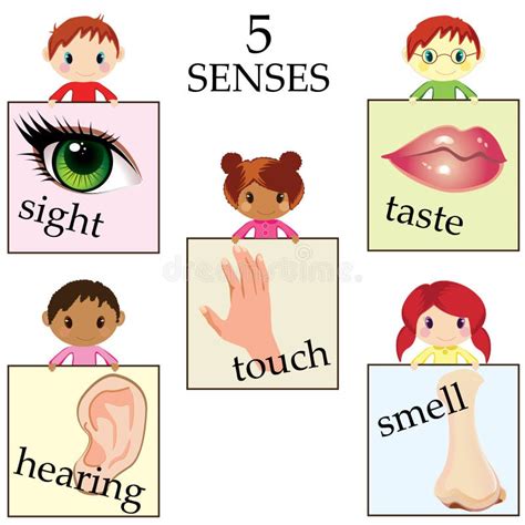 Five Senses Educational Concept Royalty Free Stock Image - Image: 34570466