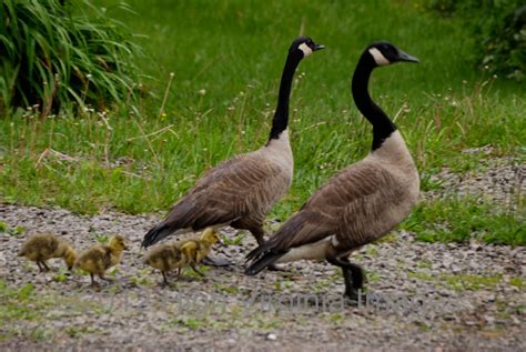 High Virginia Outdoors: Migratory Game Bird Seasons To Begin