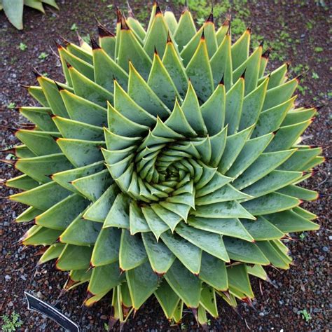 Phyllotaxis plant spiral image - Free stock photo - Public Domain photo ...