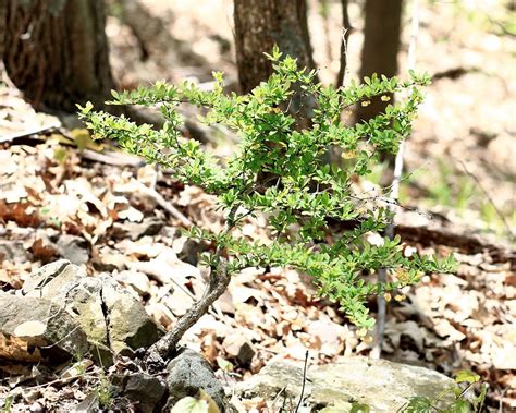 Invasive Barberry is Banned At Last | Outside My Window