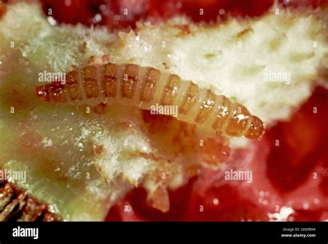 Raspberry beetle larvae hi-res stock photography and images - Alamy