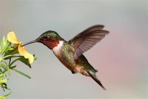 Hummingbird Feeding