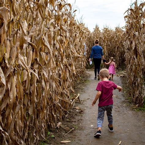 Blast Corn Maze - Nixon Farms