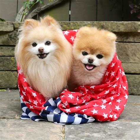 Buddy & Boo the Pomeranian Dogs Spitz Pomeranian, Cute Pomeranian, Pomeranians, Pomeranian ...