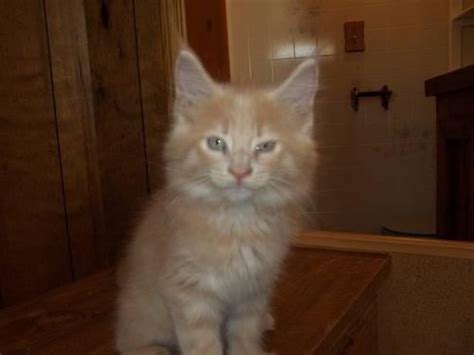 10 week old Cream Tabby Male Maine Coon for Sale in Lexington, Michigan Classified ...