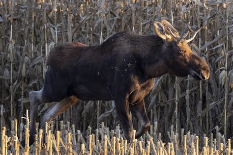 Moose Turns Heads Across Central Minnesota - Fans Start Facebook