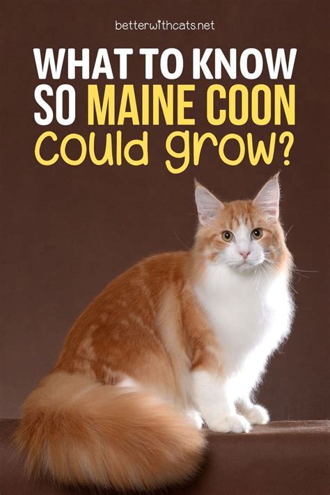 Maine coon growth chart what to know so maine coon could grow – Artofit