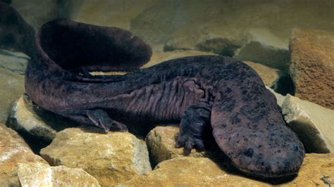 Animal World Records: Largest Amphibian - The Nature Nook