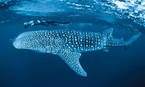 Whale Sharks: 104 New Individuals Spotted In Sorsogon