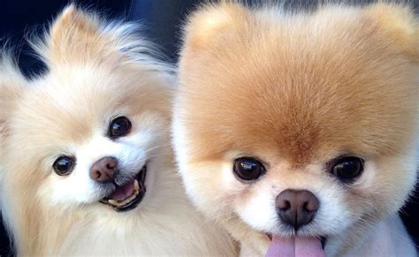 Top Five: Top 5 cutest dog breeds