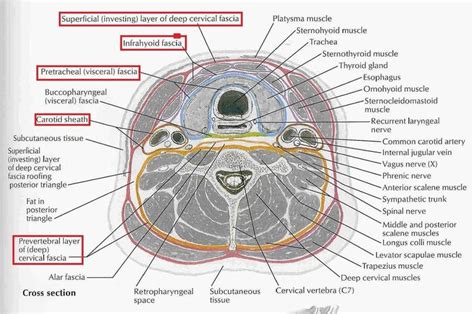 fascial layers of neck | Sternocleidomastoid muscle, Subcutaneous tissue, Muscle anatomy