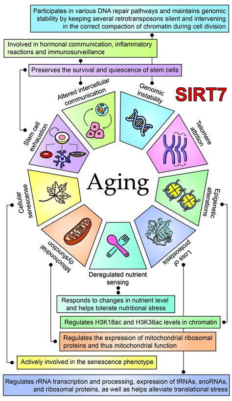 Association of SIRT7 with the hallmarks of aging | Download Scientific ...