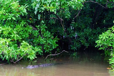 Crocodile In Green Camouflage Stock Photos, Pictures & Royalty-Free Images - iStock