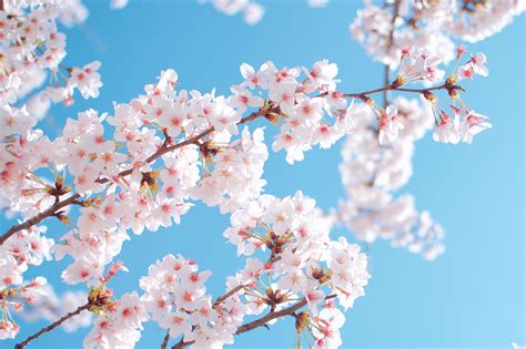 Fondos de Pantalla 2048x1365 Primavera Jardíns Cereza Floración de árboles Sakura (cerezo ...