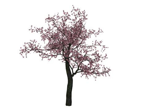 Cherry Blossom Tree PNG HD Transparent Cherry Blossom Tree HD.PNG Images. | PlusPNG