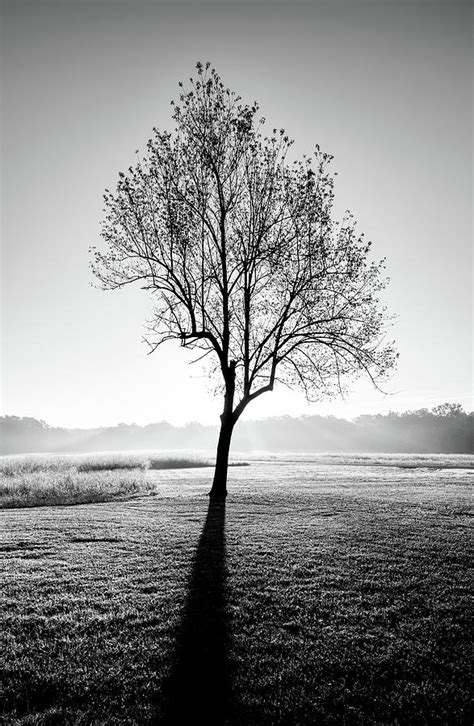 Tree In Black And White Photograph by Jordan Hill - Pixels