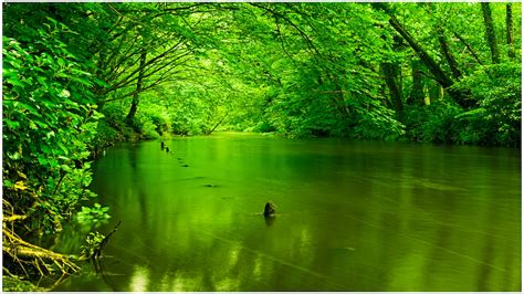 🔥 Download Green Nature Wallpaper Sf by @jdavidson90 | Green Nature Wallpapers, Green Green ...