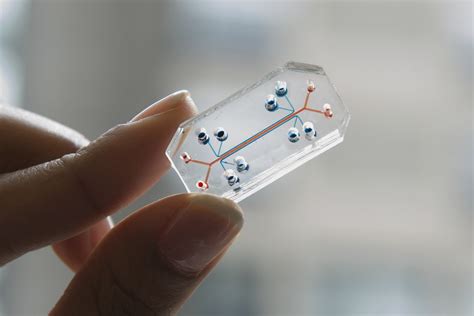 Organ on a Chip: The Future of Biomedical Testing | Lions Talk Science