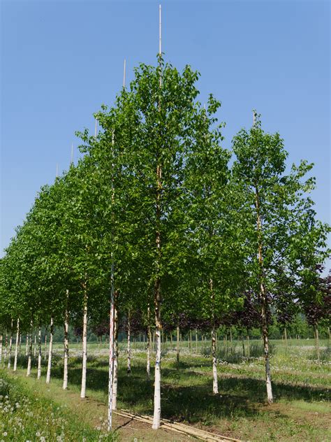 Betula albosinensis 'Fascination' | Betula albosinensis 'Fascination' - Van den Berk Nurseries