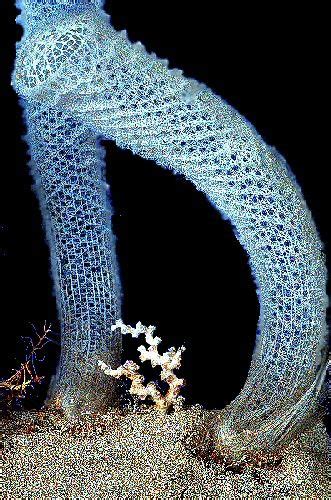 Euplectella Aspergillum | Ocean creatures, Patterns in nature ...