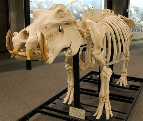 an animal skeleton on display in a museum