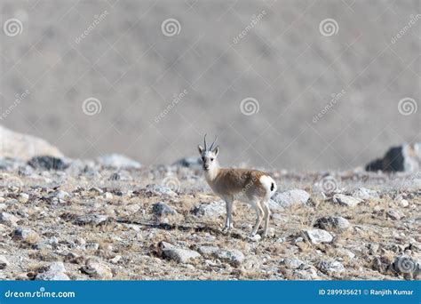 Tibetan gazelle stock image. Image of sikkim, grass - 289935621