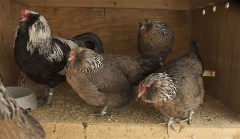 6+ Silver Ameraucana Hatching Eggs (Free Shipping) | BackYard Chickens