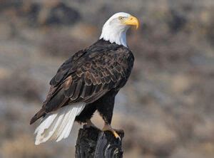 Birds of Acadia National Park (with sounds) - Avian Report