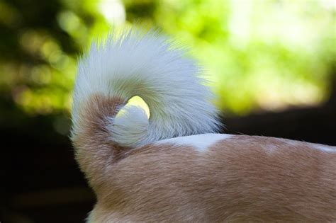 30 Fascinating Facts About Dog Tails - PetHelpful