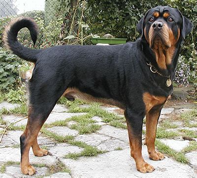 Rottweiler or Rottie | Australian Dog Lover