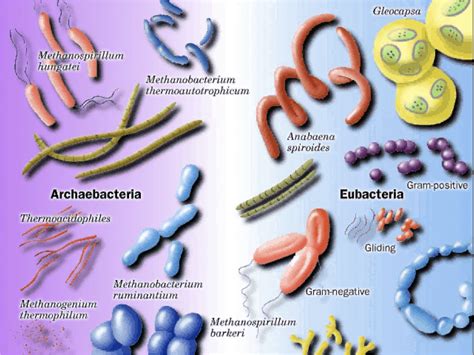 blogthebloggy.: Eubacteria & Archaebacteria