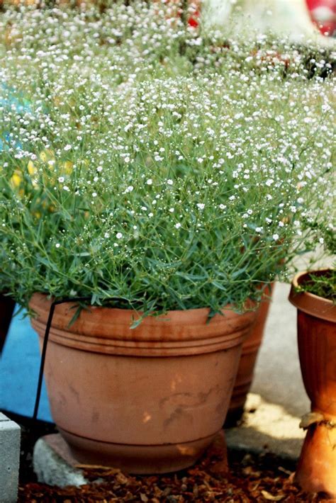 Baby's Breath Plant - Database Plants