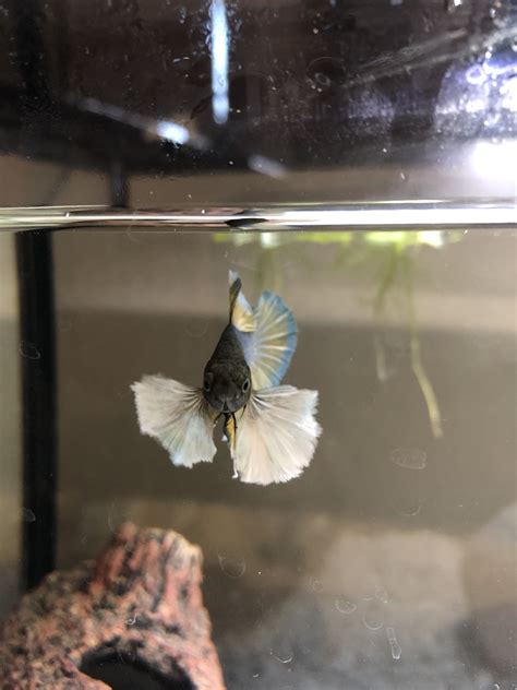 Front facing view of my Betta fish Horton, he loves trying to fight me ...