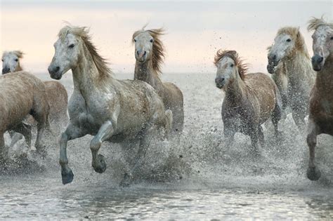 Camargue Horse Info, Origin, History, Pictures