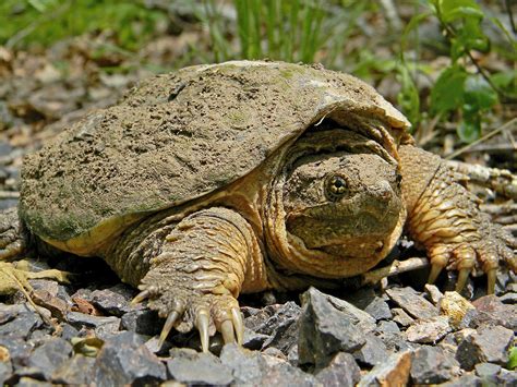 Common Snapping Turtle Close Up - Chelydridae - Wikipedia | Hayvanlar