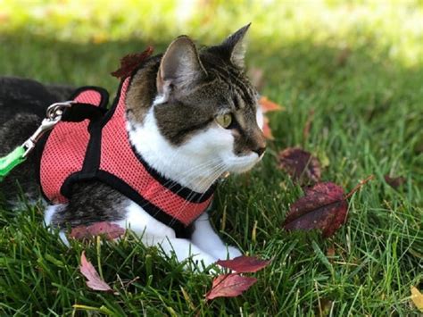 Best Cat Harness for Walking Your Cat in 2024 - Obey My Cat