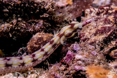 Network Pipefish – Facts and Photographs | Seaunseen