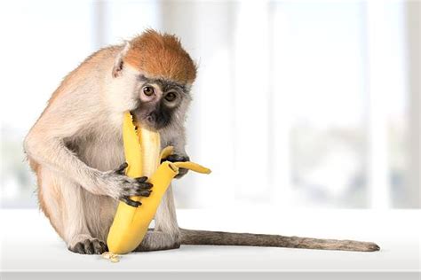 Royalty Free Banana Eating Monkey Pictures, Images and Stock Photos ...