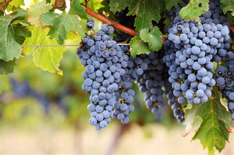 Wine Grape Varieties – Cabernet Sauvignon - The Expensive Champagne Guide