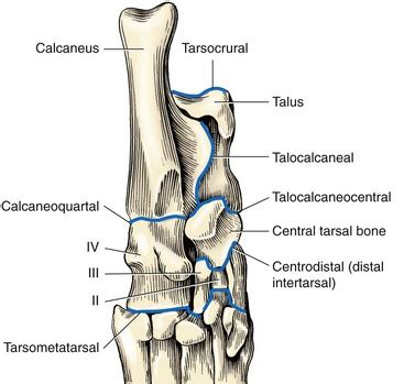 Dog Anatomy Hock - Anatomy Reading Source