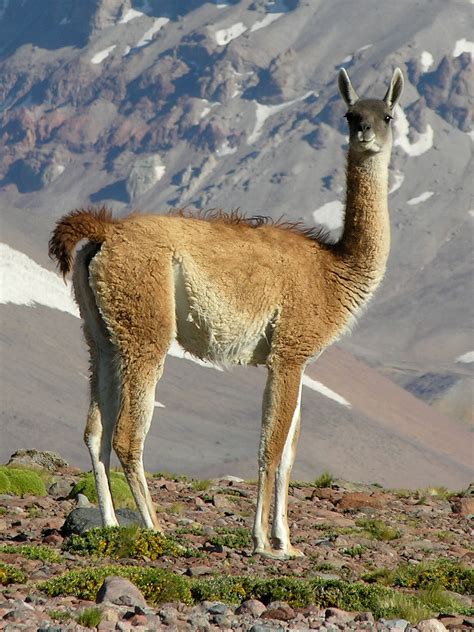 Coloriage Guanaco à imprimer