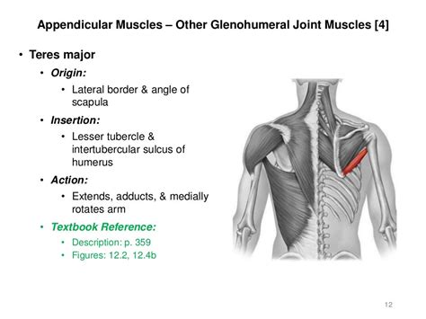 Activities 5/6 - Appendicular & Axial Muscles