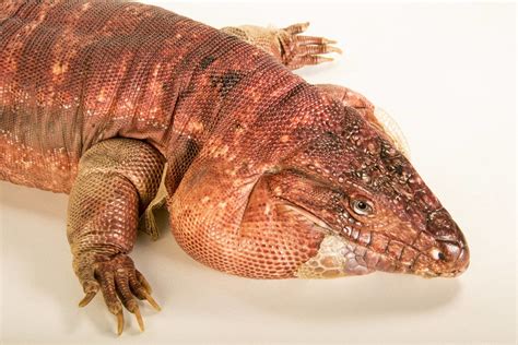 Argentine Red Tegu Lizard Facts, Habitat, Diet, Pictures