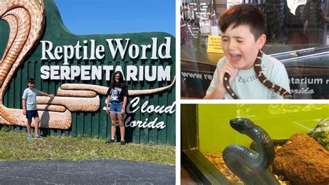 Reptile World Serpentarium St Cloud Florida Aug 2022 | Snake Venom Milking - YouTube