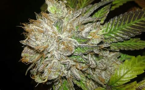 Tips for Growing Platinum Kush Cannabis | Leafly