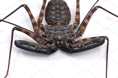 Tailless Whip scorpions ~ Animal Photos ~ Creative Market