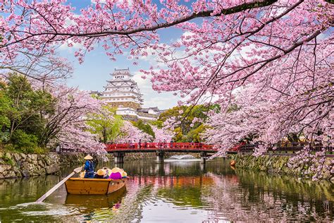 Environment, City Planning, Sakura: Prettier Than Pink: The Push To ...